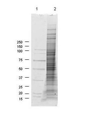 Coomassie stained SDS-PAGE of 30 μg of Mouse Derived NIH/3T3 Whole Cell Lysate (Ready-to-Use) resolved on a 4-20% gradient gel under non-reducing conditions (lane 2). Molecular weight standards are shown in lane 1.